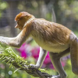 Proboscis Monkey Zoo Print Proboscis Monkey Zoo Print