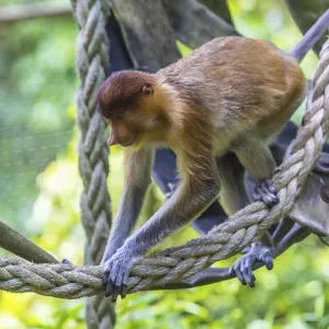Proboscis Monkey Zoo Print Proboscis Monkey Zoo Print
