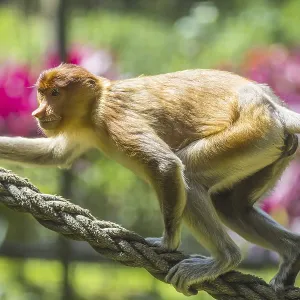 Proboscis monkey zoo print Proboscis monkey zoo print