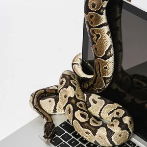 Python Related
