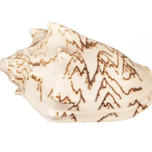 Seashell Print on White Background Seashell Print on White Background