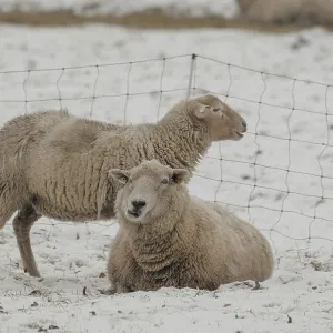 Snowy Scene: Two Sheep in Munsterland, Germany Print Snowy Scene: Two Sheep in Munsterland, Germany Print