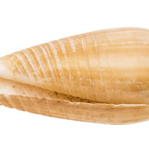 Empty Shell of a Cone Snail Print Empty Shell of a Cone Snail Print