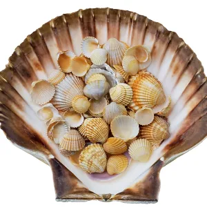 Shells Shells Print by ImageBROKER Shells Shells Print by ImageBROKER