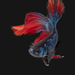 Siamese Betta Fish in Movement Studio Print Siamese Betta Fish in Movement Studio Print