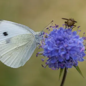 Small White Butterfly on White Cabbage Print