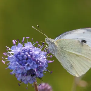 Small White Butterfly on White Cabbage Print