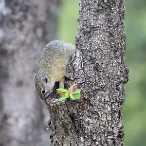 Smiths Bush Squirrel