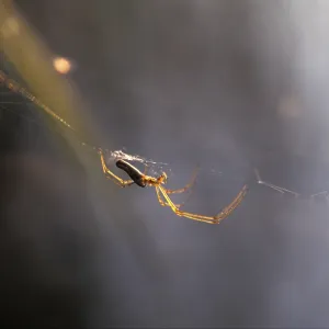 Spider in the net Print