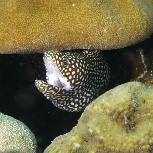 A Spotted Moray Eel Print A Spotted Moray Eel Print