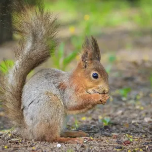 Red Squirrel eating a nutlet Print Red Squirrel eating a nutlet Print