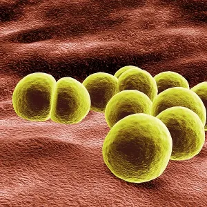Staphylococcus aureus Bacteria 3D Print Illustration Staphylococcus aureus Bacteria 3D Print Illustration