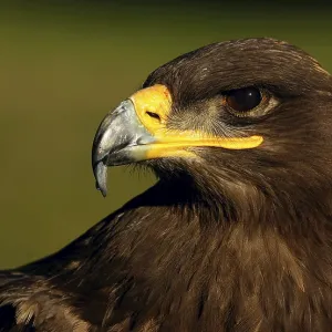 Steppe Eagle Print - A Majestic Bird of Prey Steppe Eagle Print - A Majestic Bird of Prey