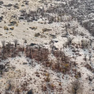 Paisaje árido del delta del Okavango, vista aérea con árboles en la estación seca.