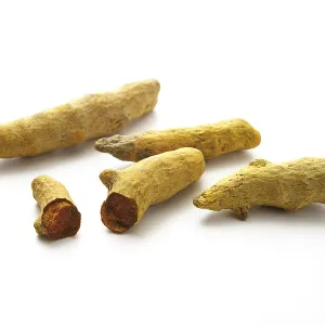 Tumeric (Curcuma longa) Print