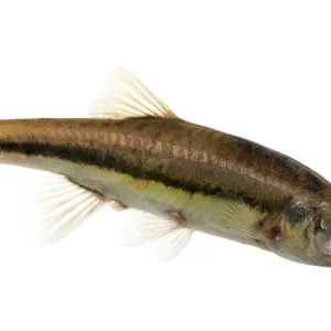 Eurasian Minnow Side View Print Eurasian Minnow Side View Print