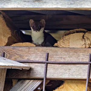 A Weasel in a Rustic Setting Print