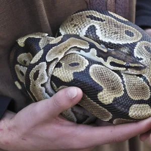 Zookeeper Holding Ball Python Print Zookeeper Holding Ball Python Print