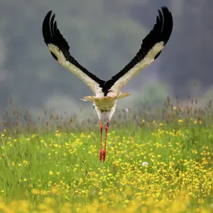 Storch Storch