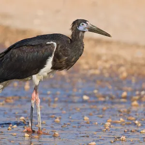 Abdim's Stork Print, Standing in a Pool