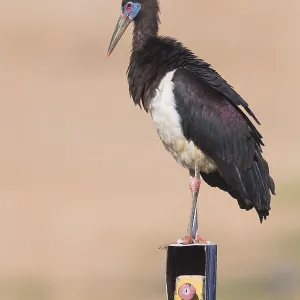 Abdim's Stork Print, Standing on Machinery in Oman