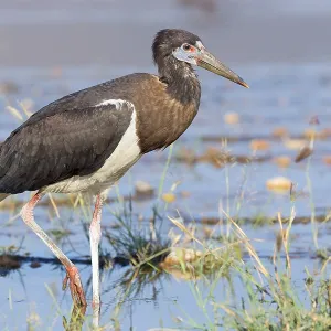 Abdim's Stork Print, Standing in a Pool