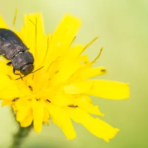 Anthaxia quadripunctata Print - Metallic wood-boring beetle image Anthaxia quadripunctata Print - Metallic wood-boring beetle image