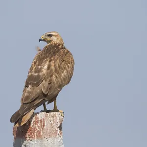 Arendbuizerd Print - Long-legged Buzzard Image Arendbuizerd Print - Long-legged Buzzard Image