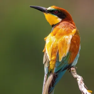 19 Jun 2021