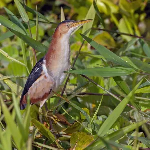 Least Bittern Print, Ixobrychus exilis in Puerto Rico
