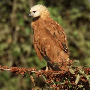 Black-collared Hawk Print: Perched Moerasbuizerd Image