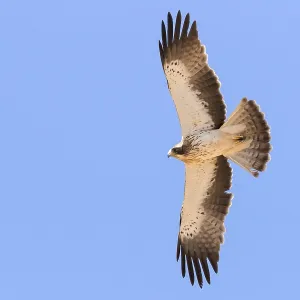 Booted Eagle Print - Pale Morph in Flight Booted Eagle Print - Pale Morph in Flight