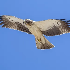 White morph Booted Eagle Print - Desert Flight White morph Booted Eagle Print - Desert Flight