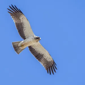 White Morph Booted Eagle Print, Egyptian Desert Landscape White Morph Booted Eagle Print, Egyptian Desert Landscape