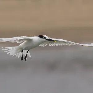 Cabot's Tern in Flight Print Cabot's Tern in Flight Print