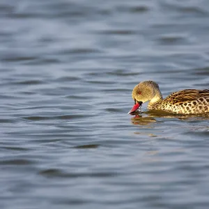 Cape Teal Print - Walvis Bay Lake Scene