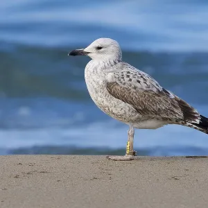 Mouette de la mer Caspienne Mouette de la mer Caspienne