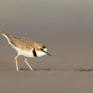 Pluvier à collier, Charadrius collaris. Pluvier à collier, Charadrius collaris.