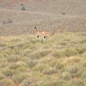 Common Wallaroo Print (Macropus robustus) Common Wallaroo Print (Macropus robustus)