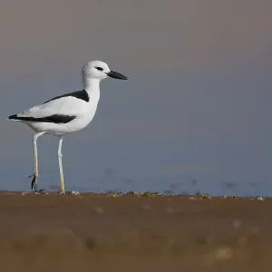 Crab-plover Print, Standing on Mud in Oman Crab-plover Print, Standing on Mud in Oman