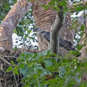 Print of Crested Eagle at its nest in Panama Print of Crested Eagle at its nest in Panama