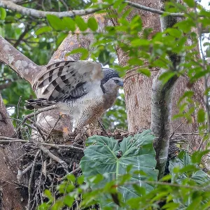 Crested Eagle Print: A Nesting Scene in Panama Crested Eagle Print: A Nesting Scene in Panama