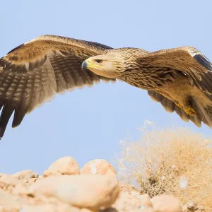 Eastern Imperial Eagle Print - Juvenile in Flight Eastern Imperial Eagle Print - Juvenile in Flight