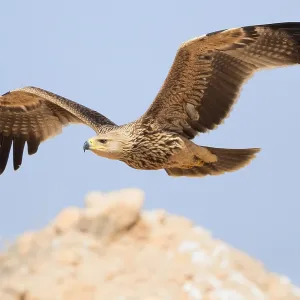 Eastern Imperial Eagle Print - Juvenile in Flight Eastern Imperial Eagle Print - Juvenile in Flight