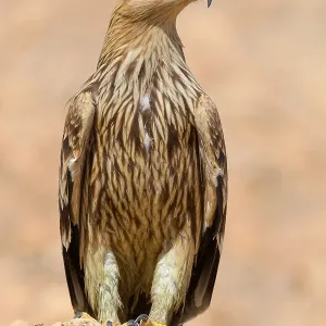 Eastern Imperial Eagle Print, Juvenile Standing on Ground Eastern Imperial Eagle Print, Juvenile Standing on Ground