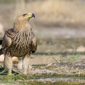 Eastern Imperial Eagle Print, Juvenile Drinking at a Pool Eastern Imperial Eagle Print, Juvenile Drinking at a Pool