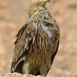 Eastern Imperial Eagle Print, Juvenile Standing on Ground Eastern Imperial Eagle Print, Juvenile Standing on Ground