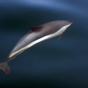 Striped Dolphin Print - Underwater Photo Striped Dolphin Print - Underwater Photo