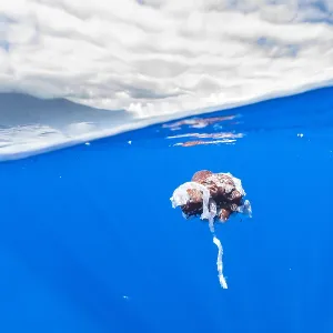 Giant Squid Print: Sperm Whale Attacked Specimen off Pico, Azores