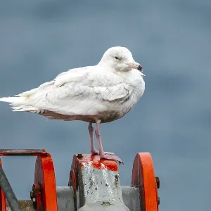 Glaucous Gull Print: First-summer Larus hyperboreus on Arctic boat deck Glaucous Gull Print: First-summer Larus hyperboreus on Arctic boat deck
